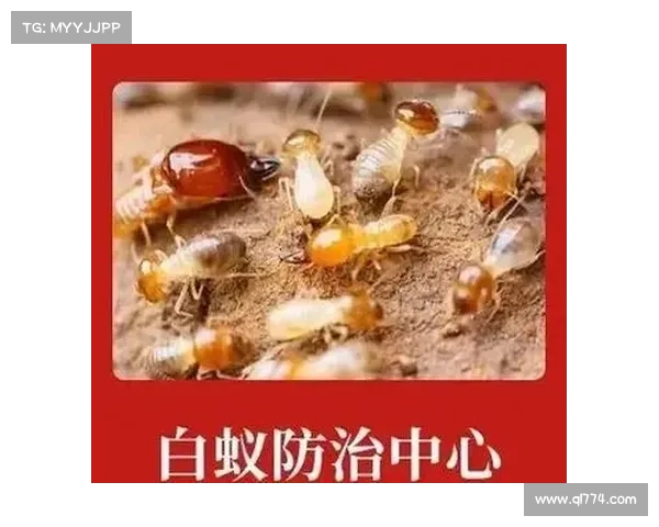 隐匿洞穴行动中的战略思维与技术应用研究 隐匿洞穴行动中的战略思维与技术应用研究